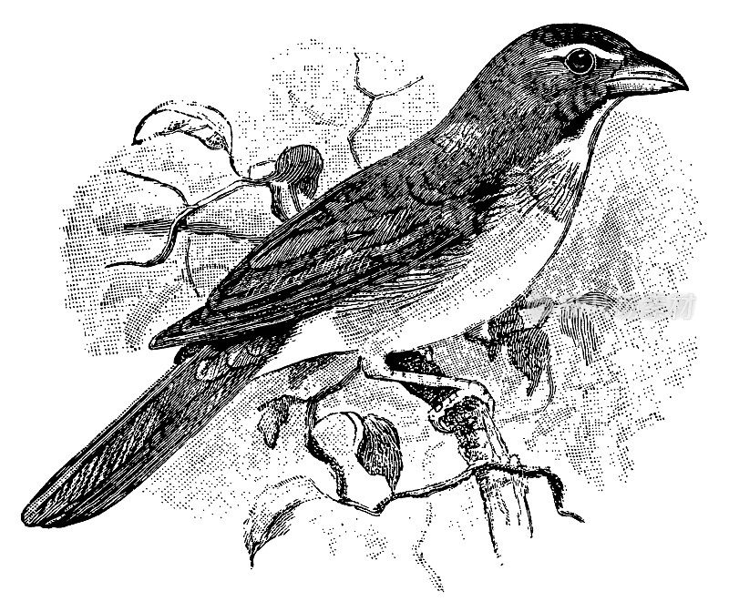 Saltator |古董鸟插图